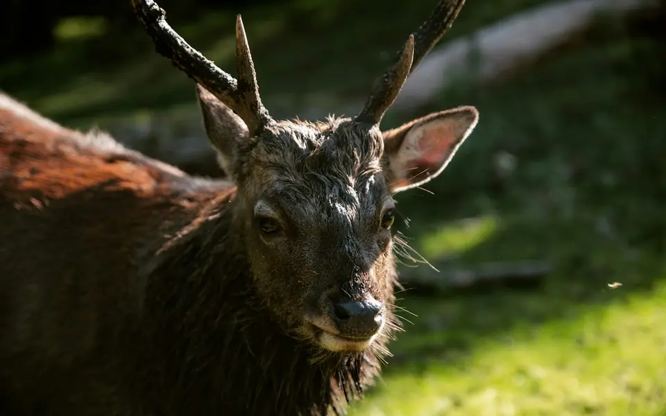 Marselisborg Deer Park