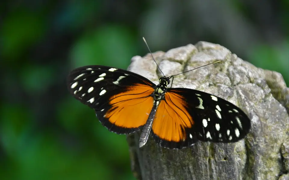 Randers Regnskov tropical zoo