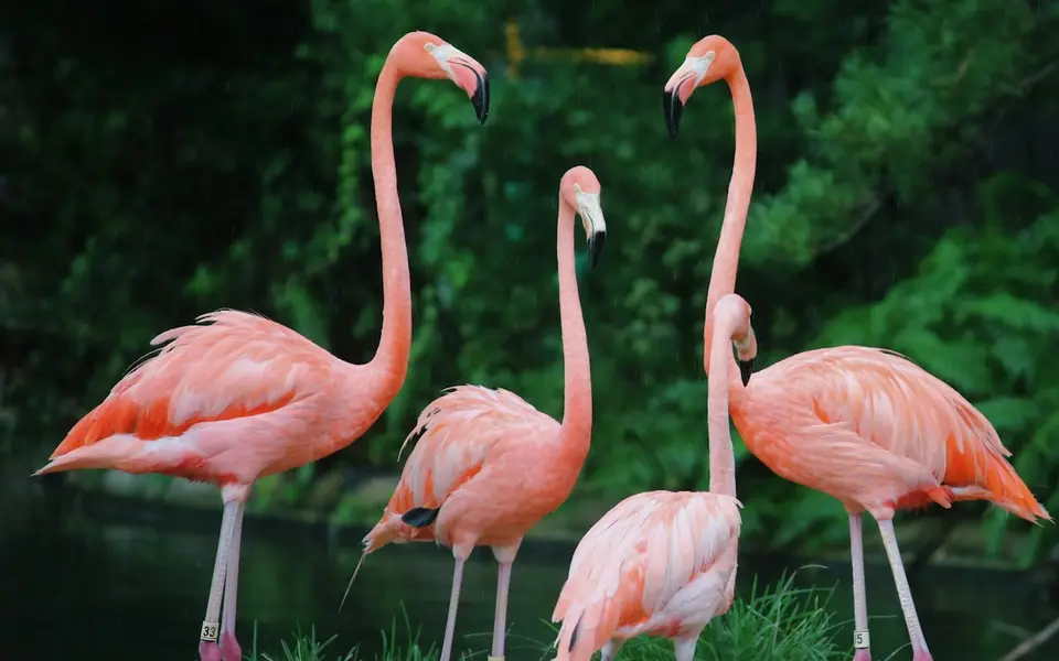 ARTIS Royal Zoo