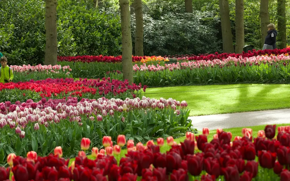 Keukenhof tulip gardens (spring only)