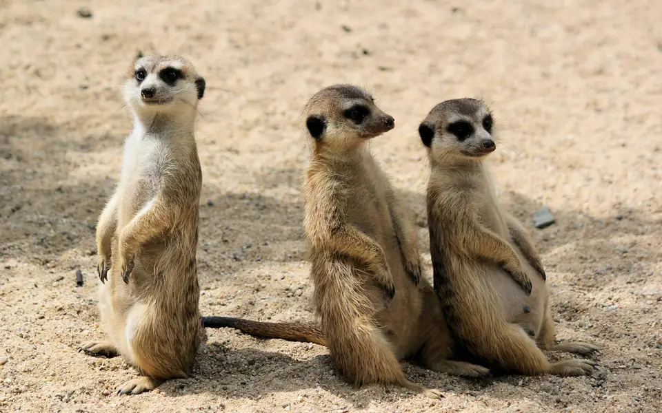 Gdańsk Zoo (Oliwa)