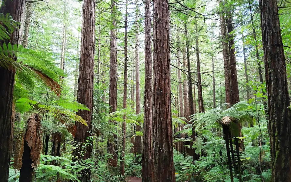 Redwood Memorial Grove walk